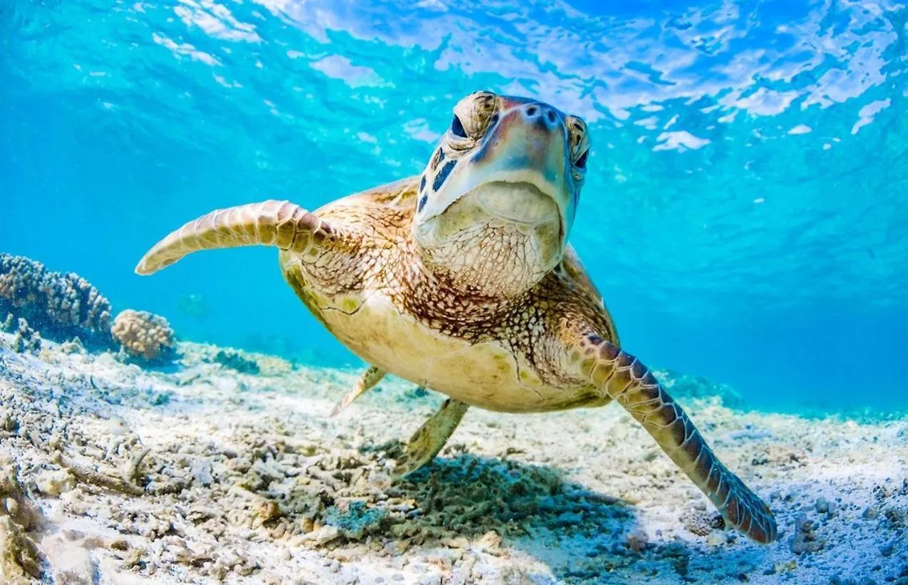 Апартаменты Seaturtle Клифтон-Бич 0*,